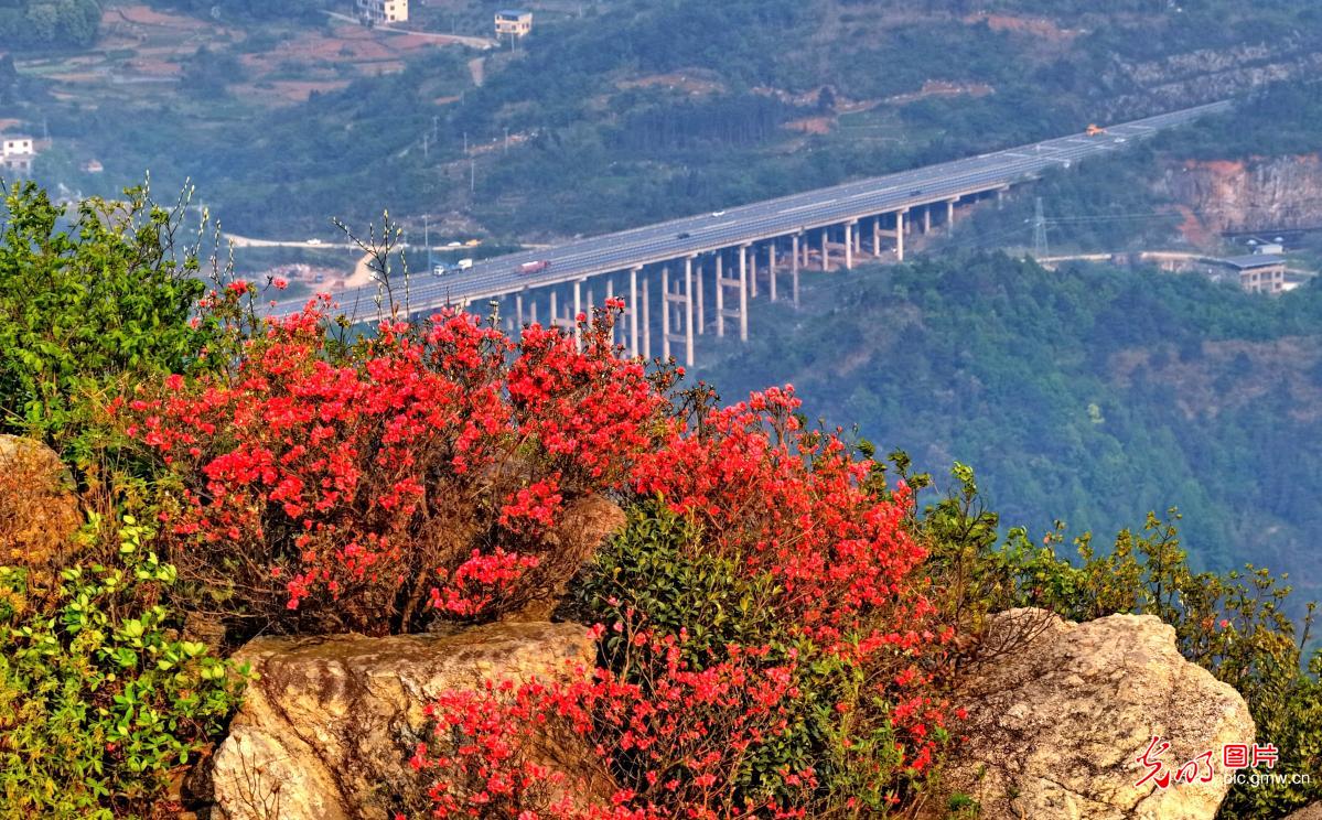 杜鹃盛开 如云似霞