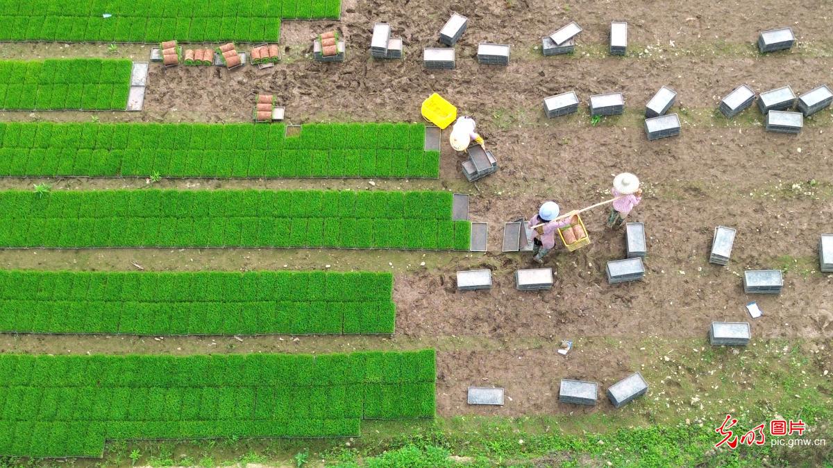 抢抓农时插早稻