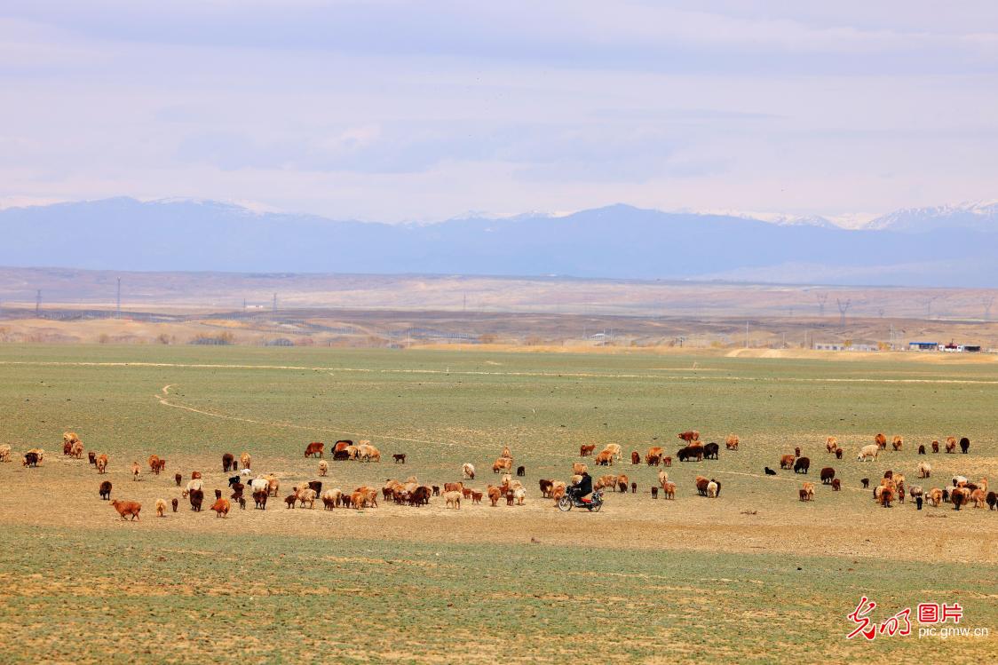 接羔育幼忙 草原生机旺