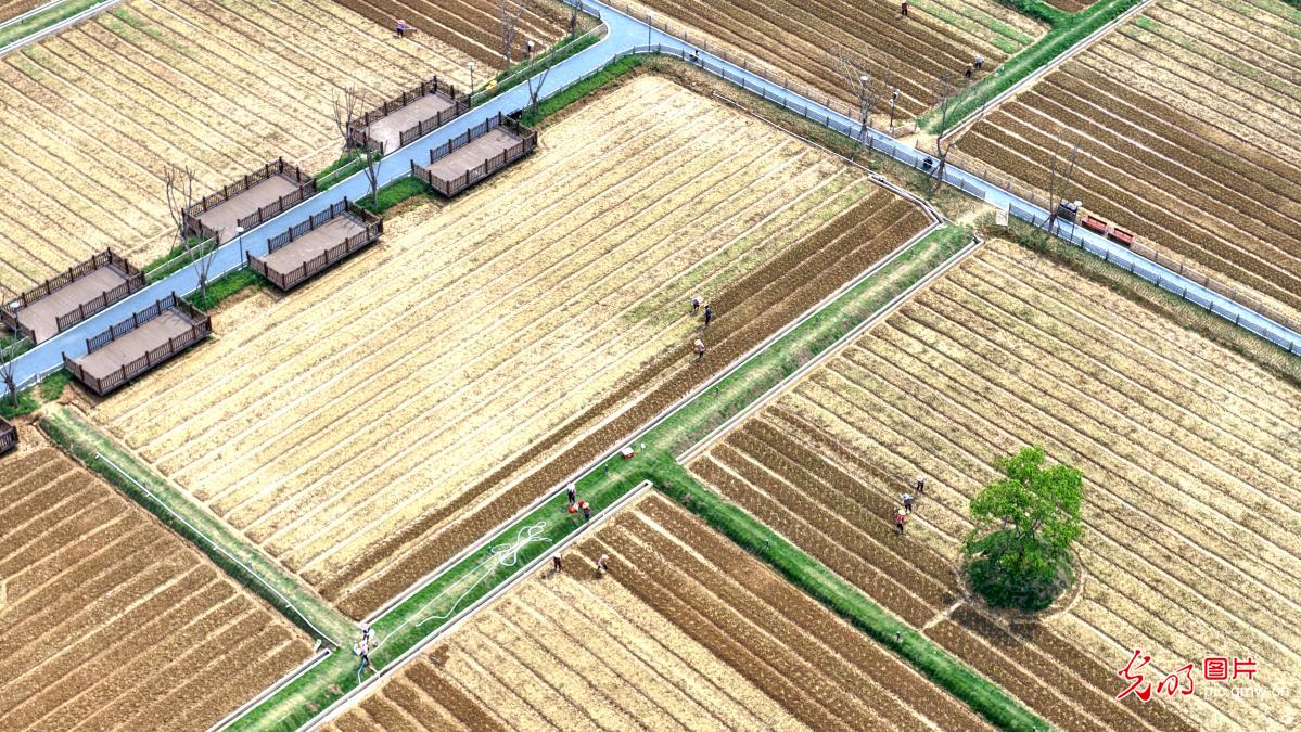 人勤春来早 田间春耕忙