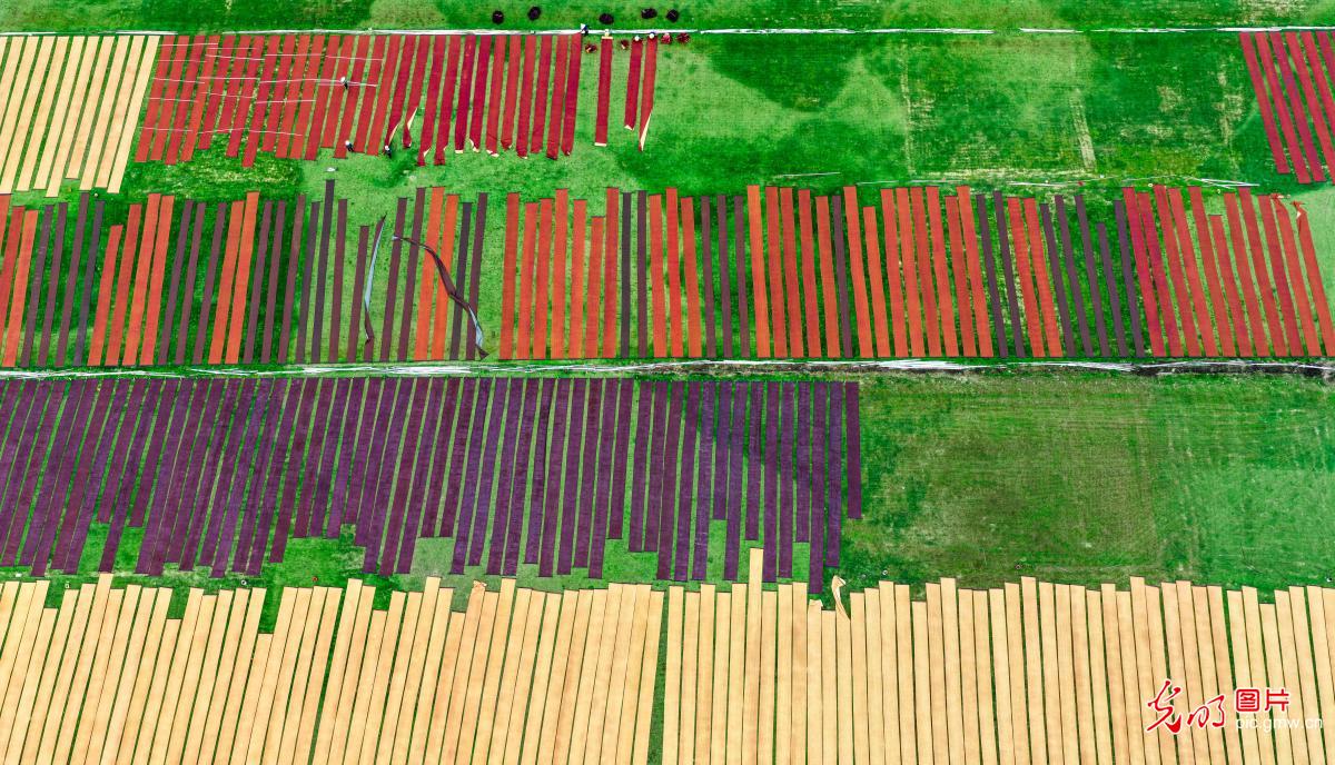 晾晒香云纱 非遗助增收