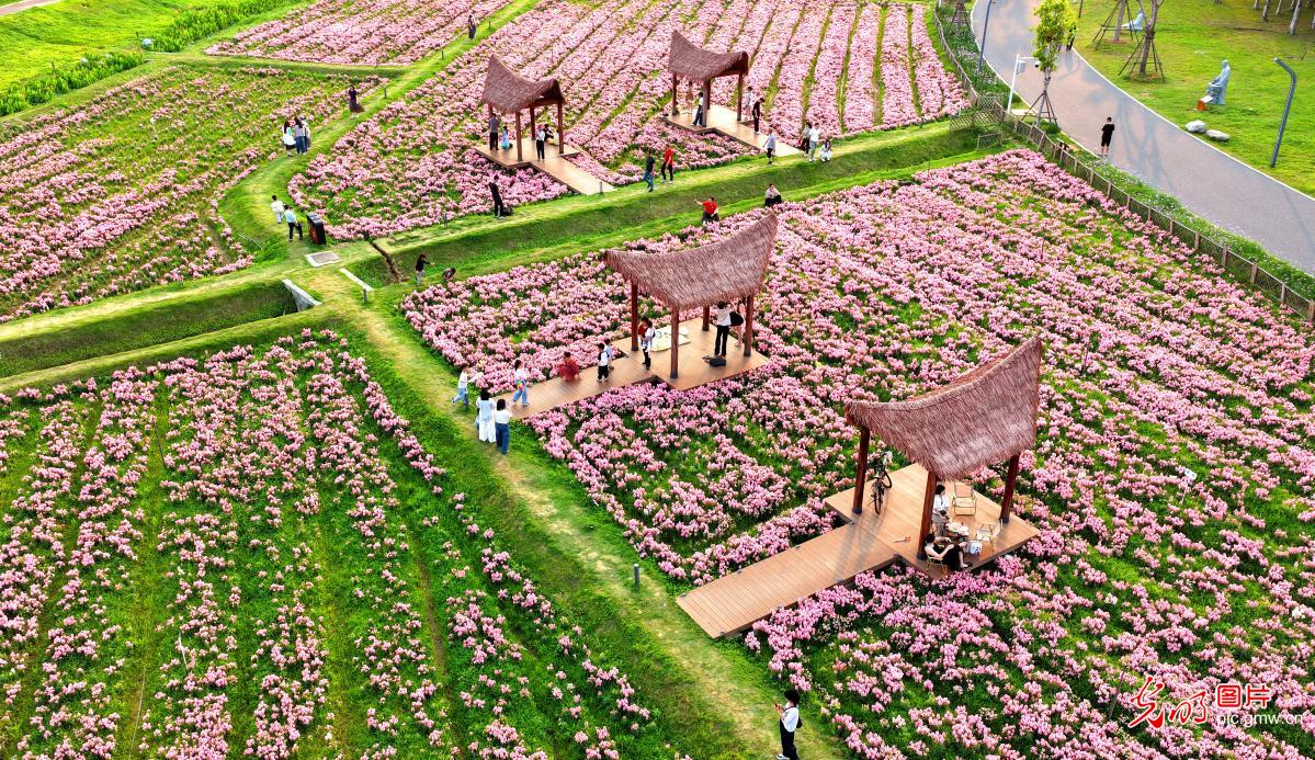 踏青赏花 乐享春光