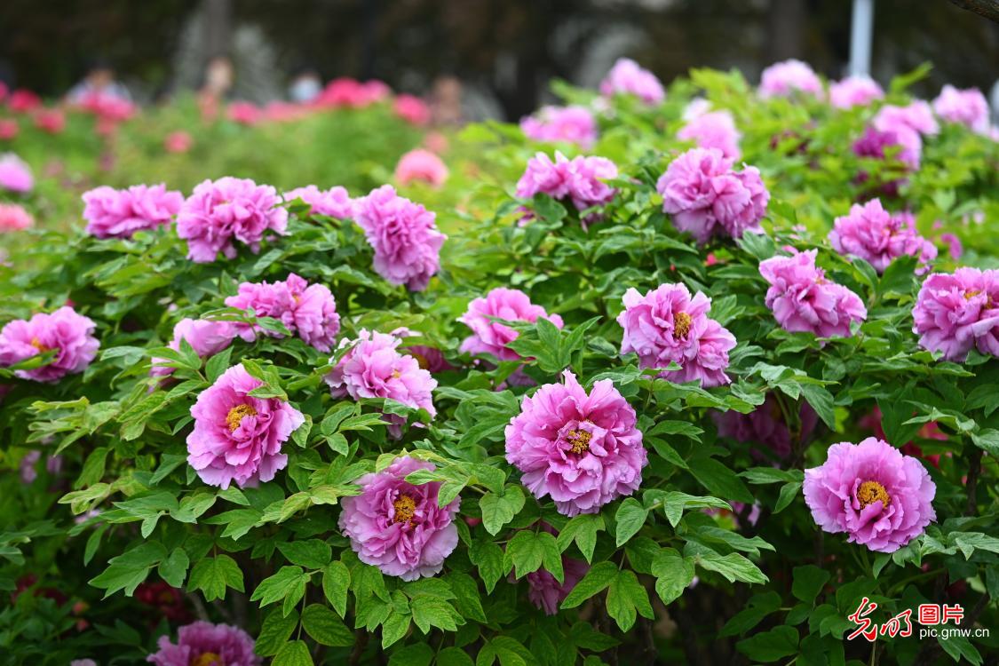 四月牡丹满庭芳