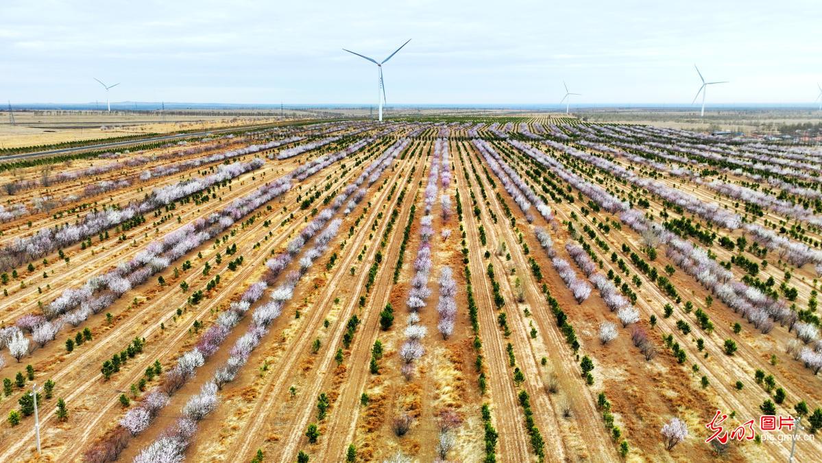风机沐春 繁花映绿