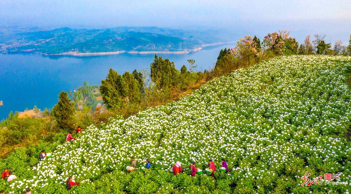 采撷芳华 助农增收