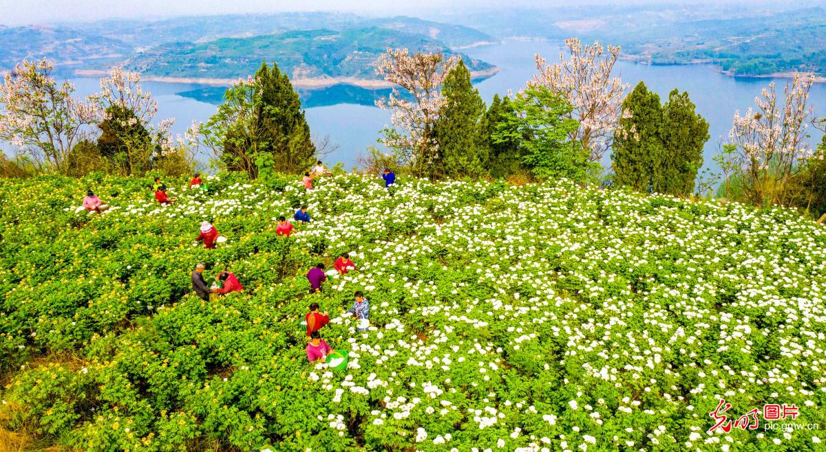 采撷芳华 助农增收