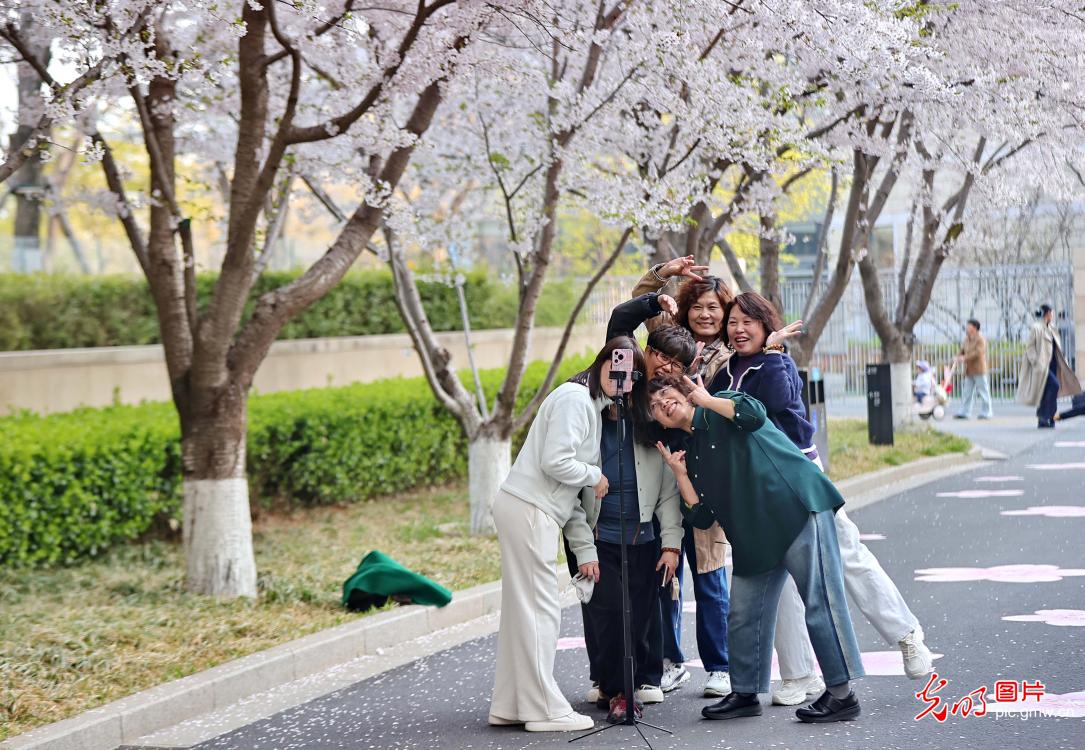 繁花盛放 绘就春日画卷