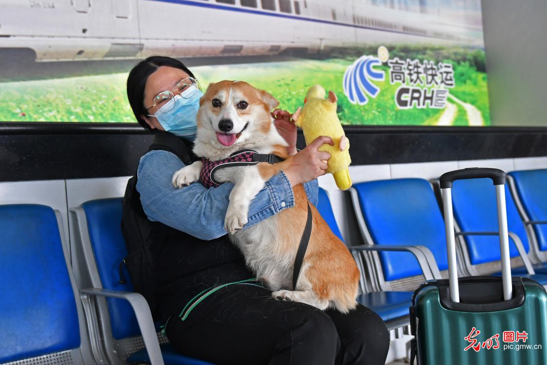 “爱宠行”护航宠物出行