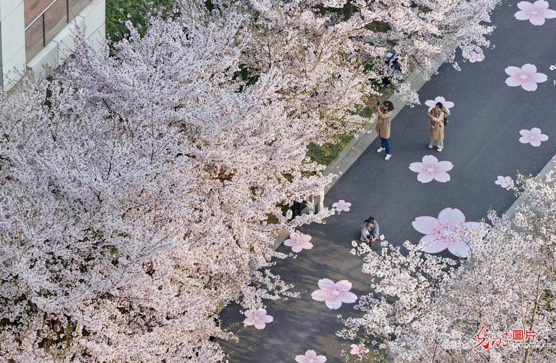 繁花盛放 绘就春日画卷