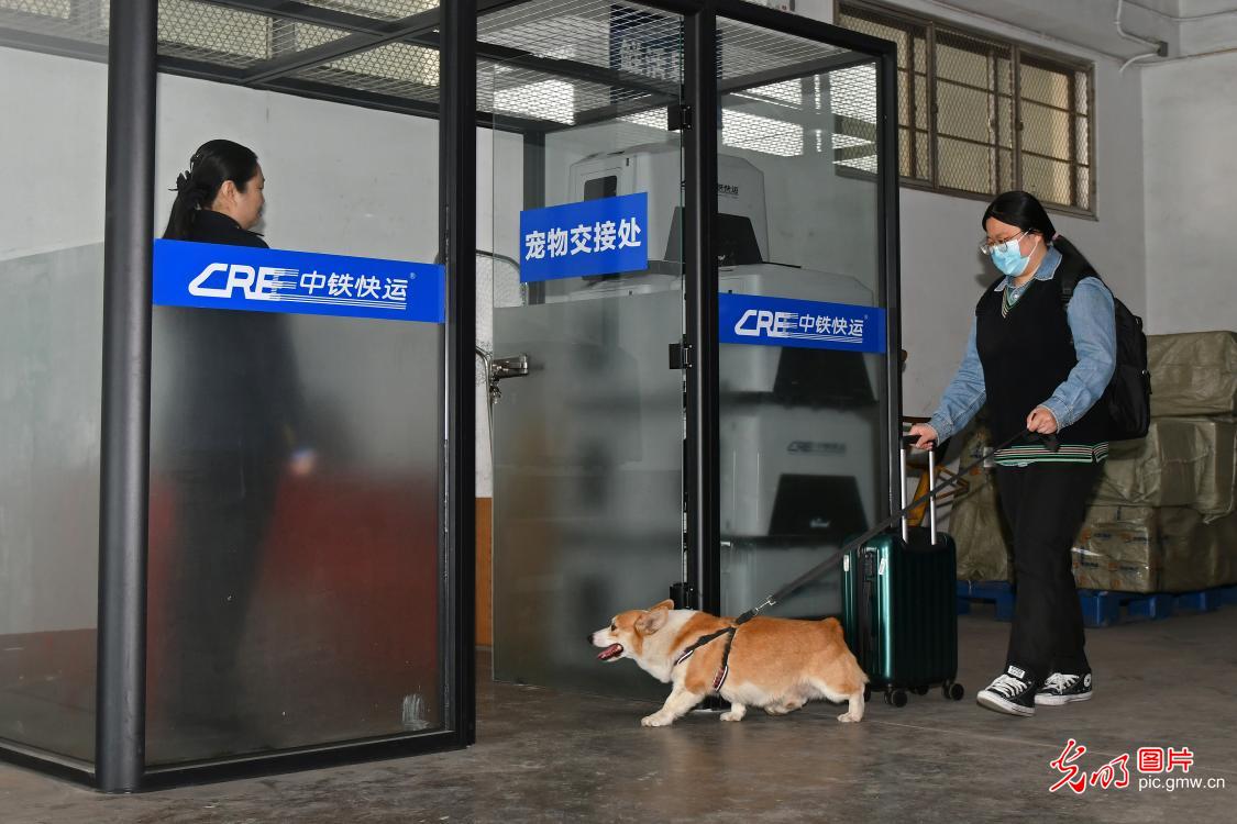 “爱宠行”护航宠物出行