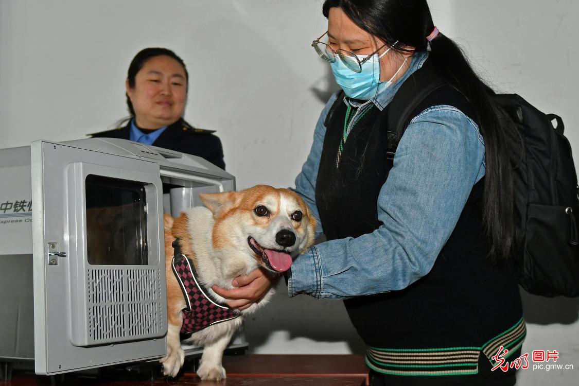 “爱宠行”护航宠物出行