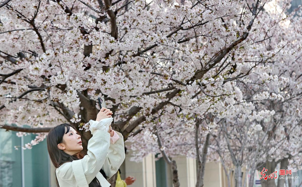 繁花盛放 绘就春日画卷