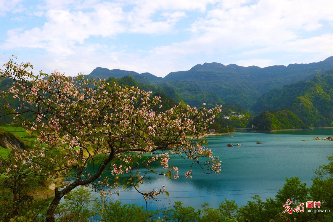 桐花掩映堰塞湖
