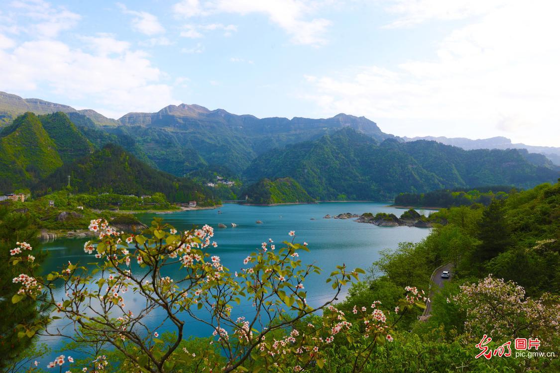 桐花掩映堰塞湖