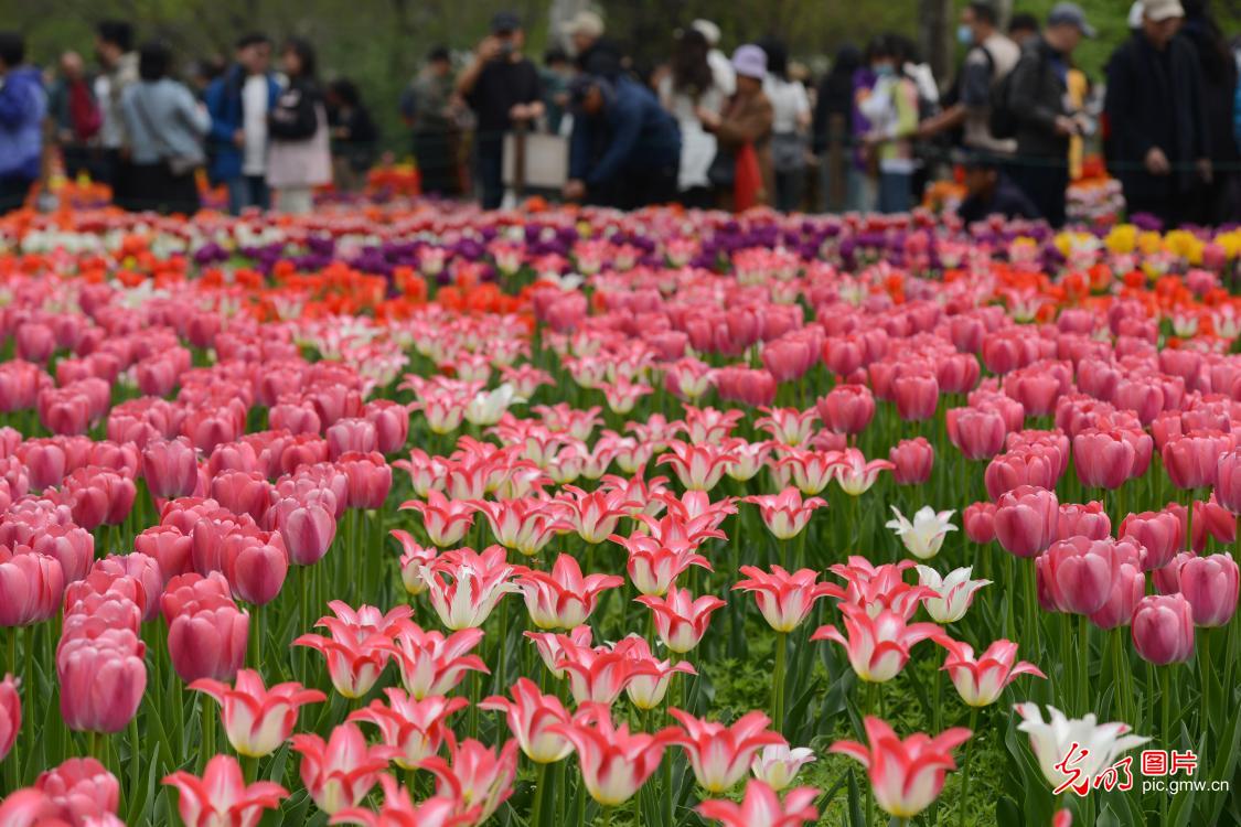 花开满园 郁金香迎来最佳观赏期