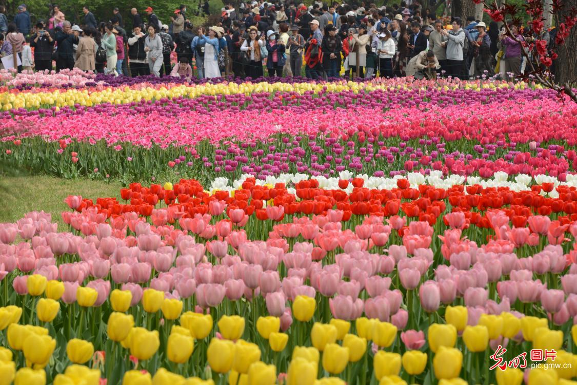 花开满园 郁金香迎来最佳观赏期