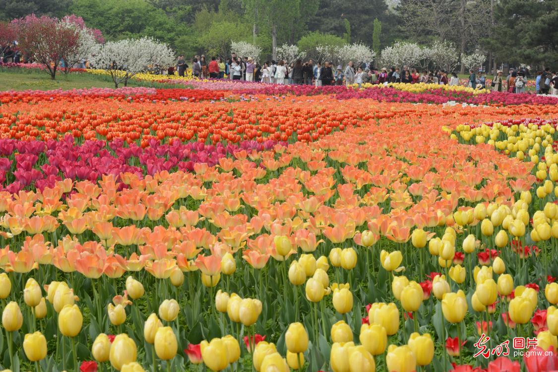 花开满园 郁金香迎来最佳观赏期