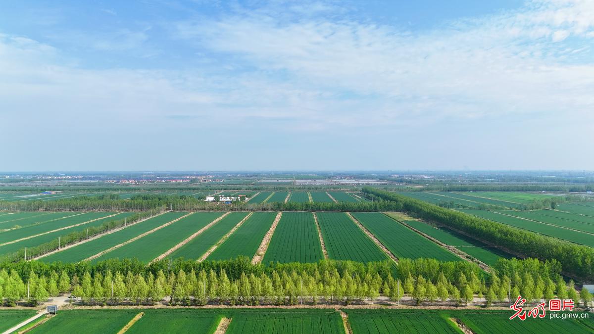 4月13日-4月19日光明图片一周见报作品精选