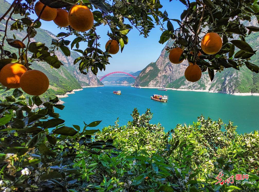 西陵峡江美 春橙缀青山