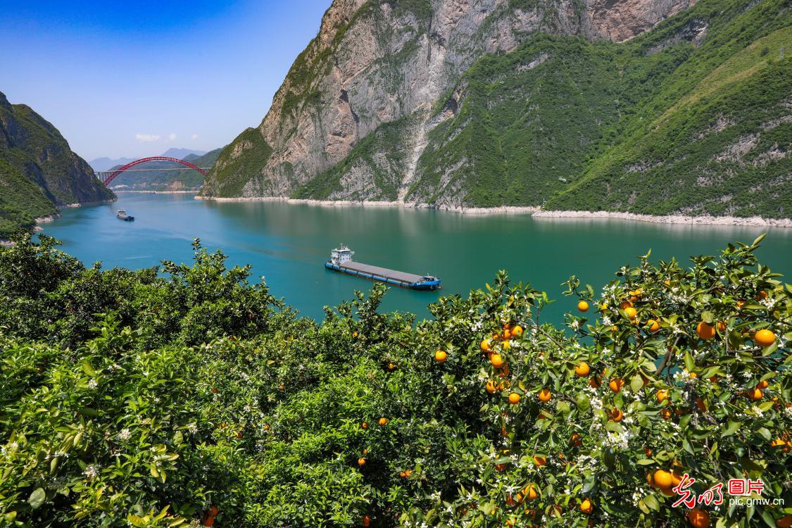 西陵峡江美 春橙缀青山