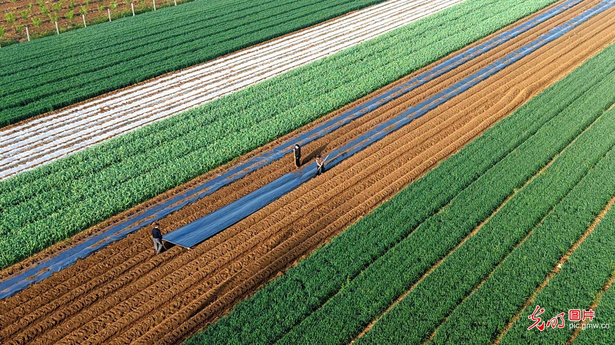 田间劳作绘丰景