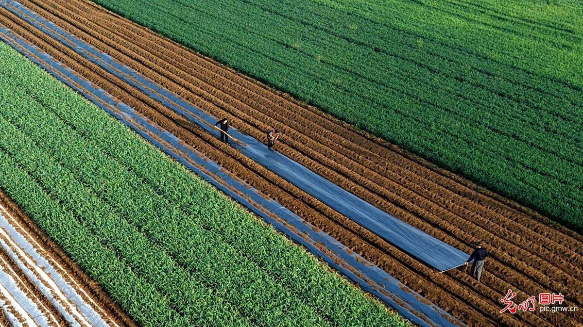 田间劳作绘丰景
