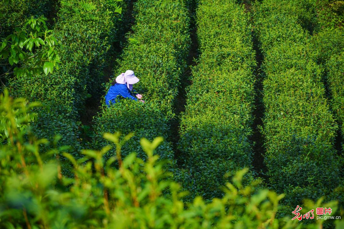 谷雨时节话传承 万象更新展新姿