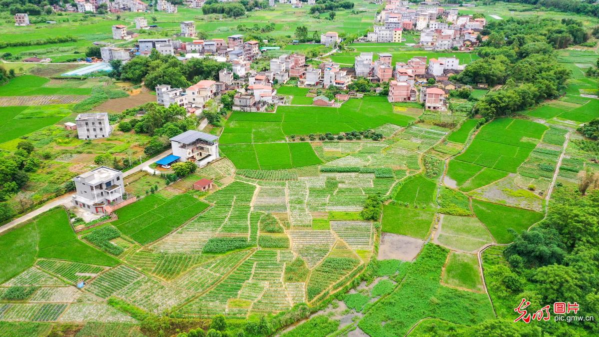 春日田园 绿意盎然
