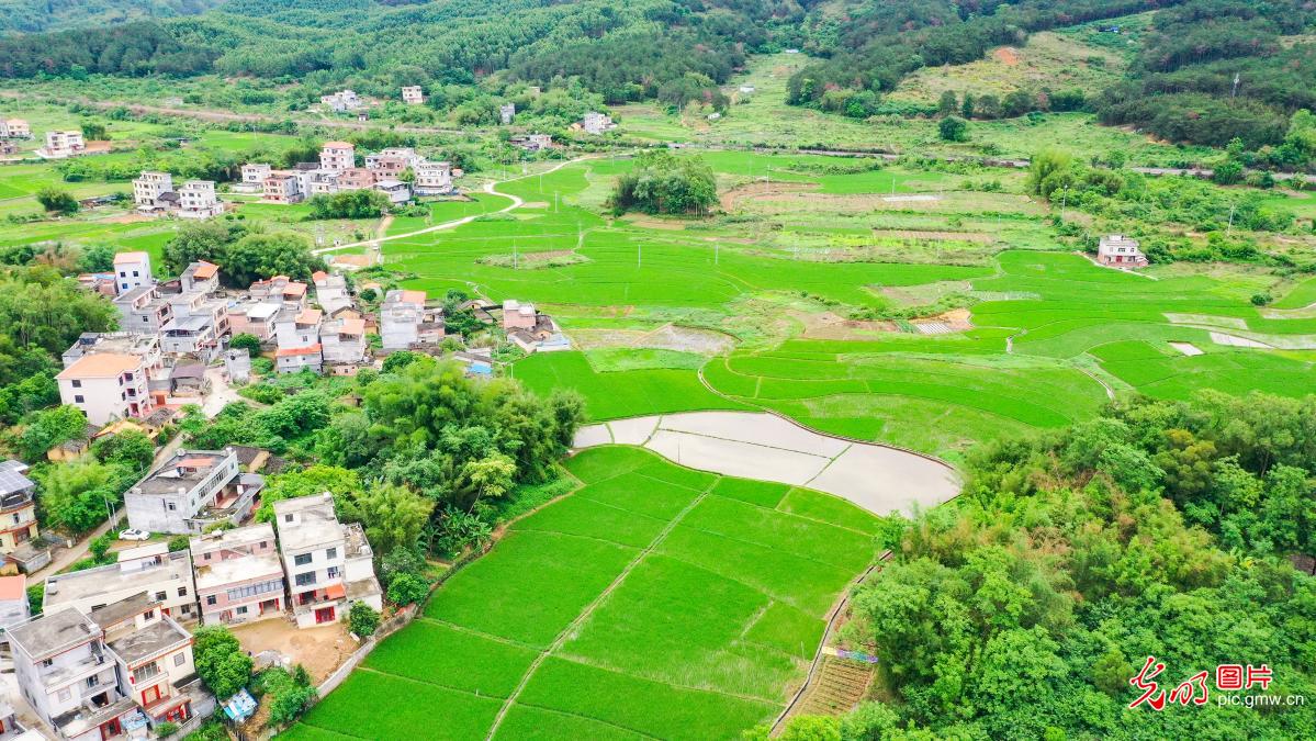 春日田园 绿意盎然