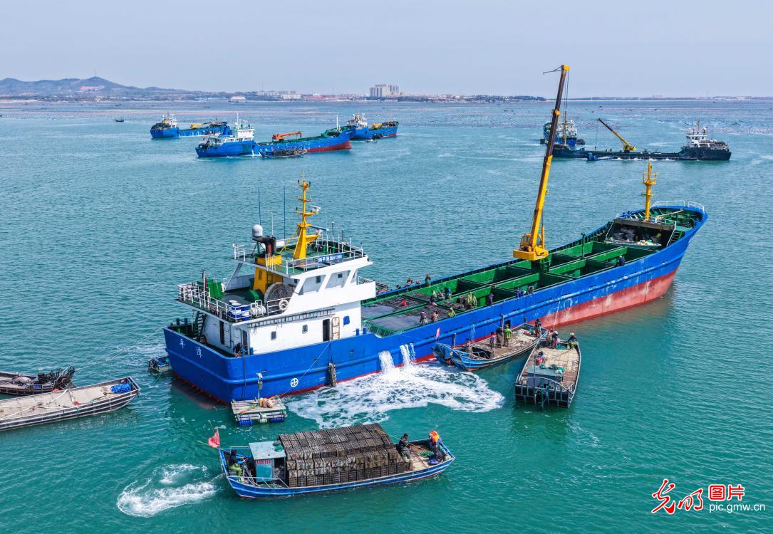 “越冬”鲍鱼迎来“返乡潮”