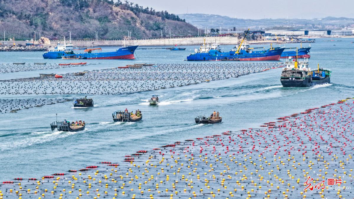 “越冬”鲍鱼迎来“返乡潮”