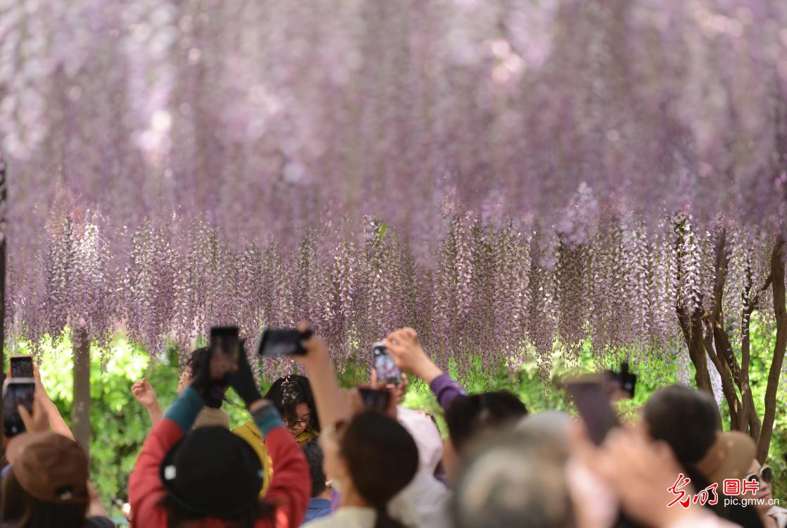 玉渊潭公园紫藤花瀑引客来
