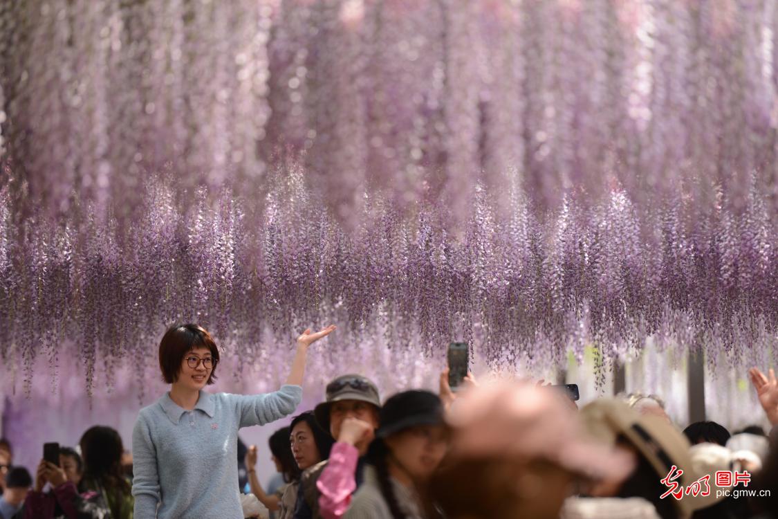玉渊潭公园紫藤花瀑引客来