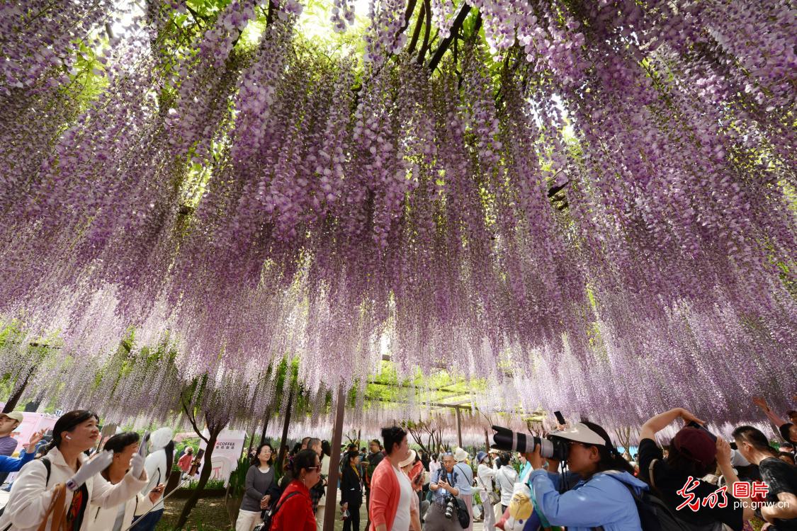 玉渊潭公园紫藤花瀑引客来