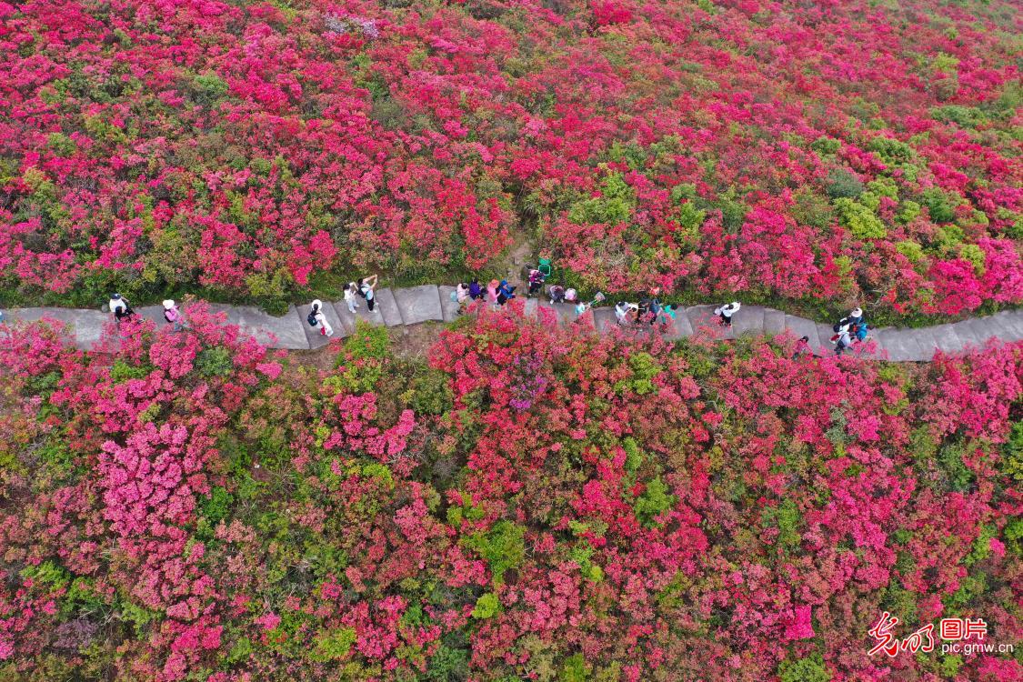 繁花催热春日文旅 赏花经济焕发活力
