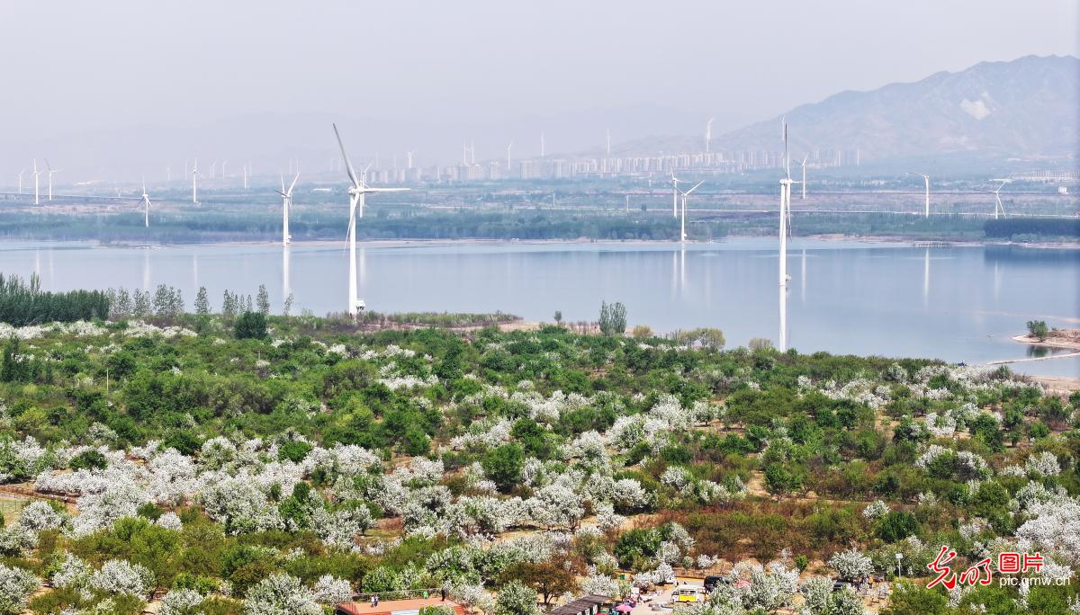 繁花催热春日文旅 赏花经济焕发活力