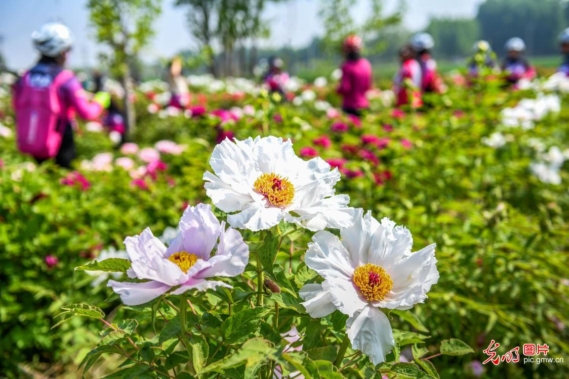 繁花催热春日文旅 赏花经济焕发活力