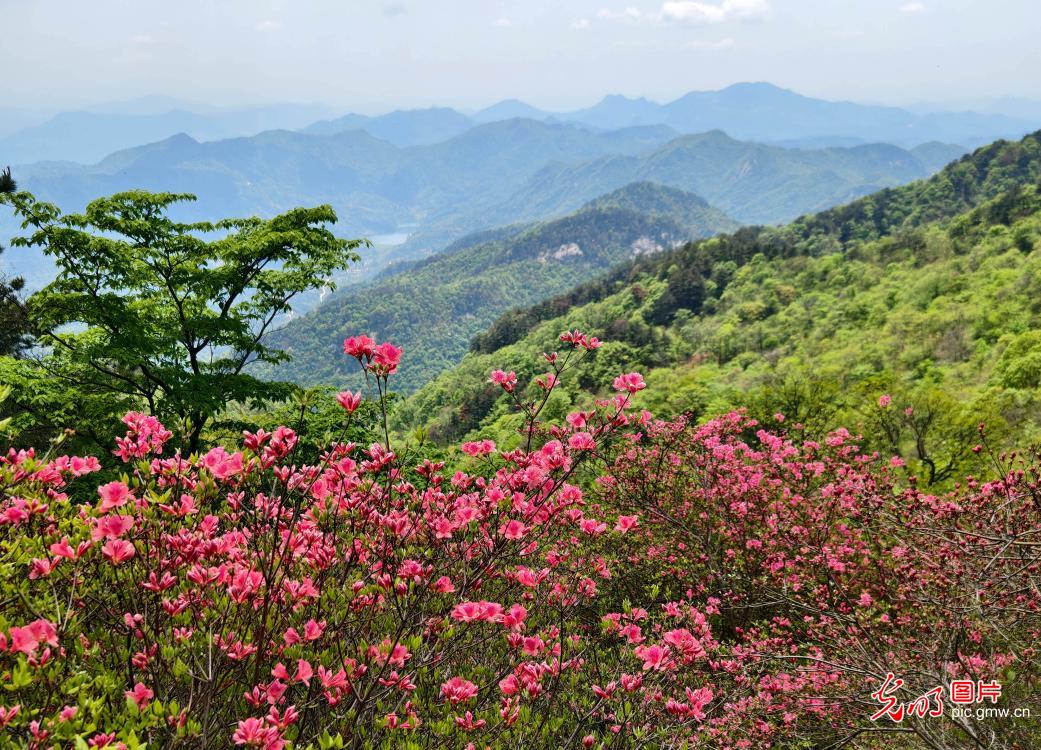 繁花催热春日文旅 赏花经济焕发活力