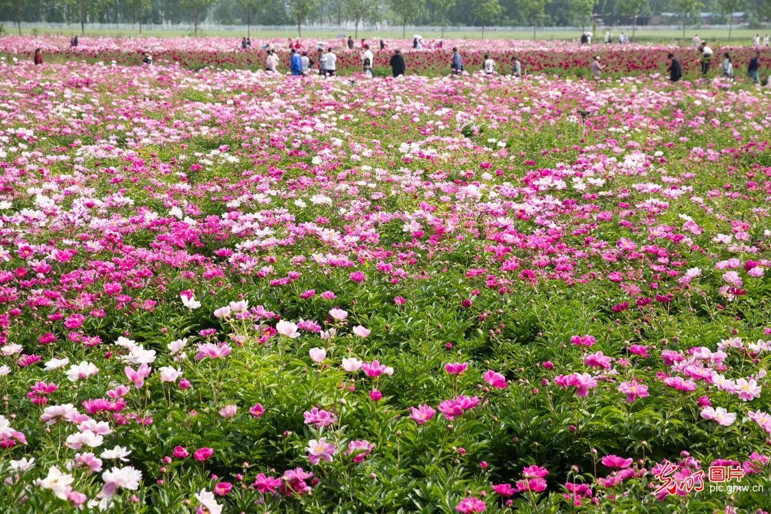 繁花催热春日文旅 赏花经济焕发活力