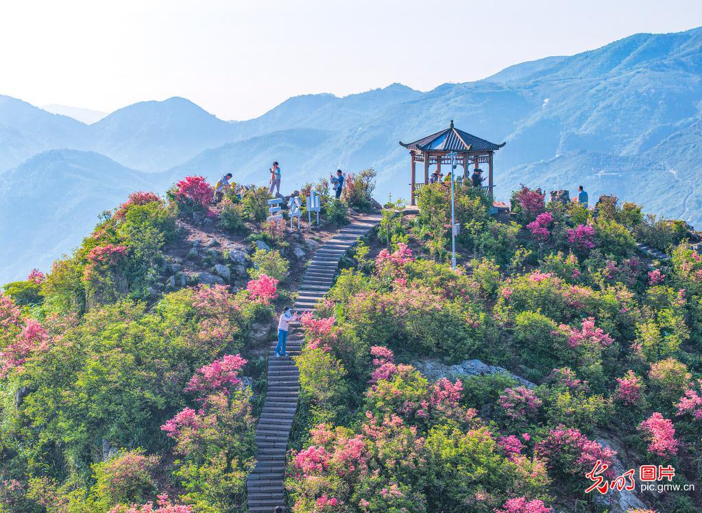 繁花催热春日文旅 赏花经济焕发活力