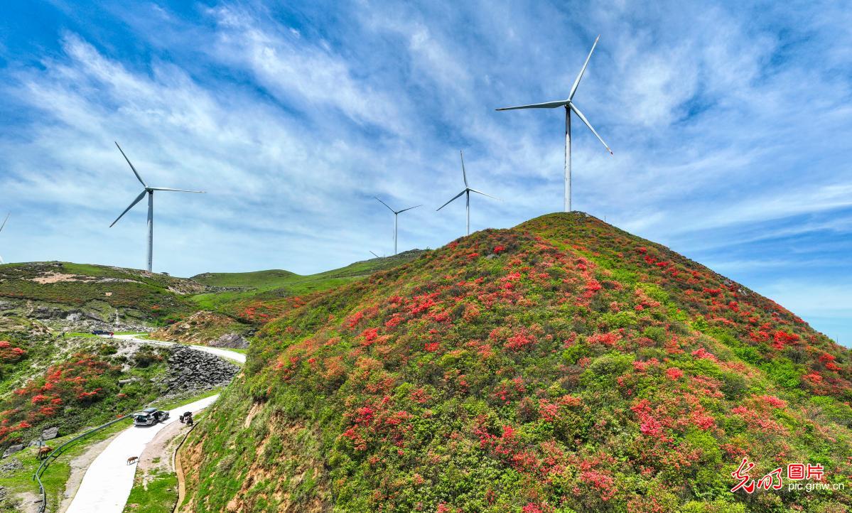 杜鹃漫山野 清风入山河