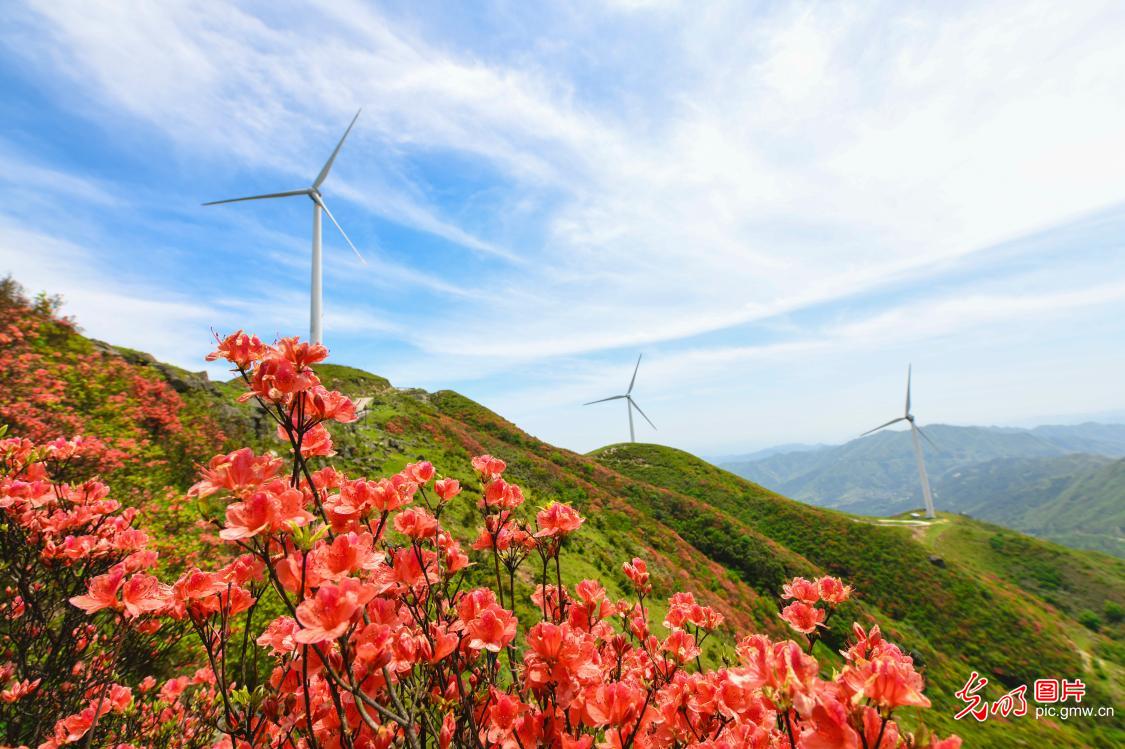 杜鹃漫山野 清风入山河