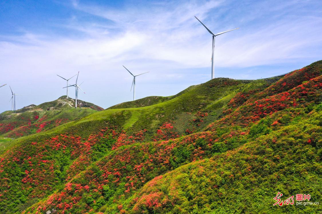杜鹃漫山野 清风入山河