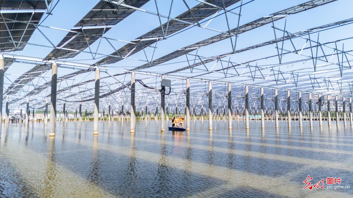 “渔光互补”助推绿色发展