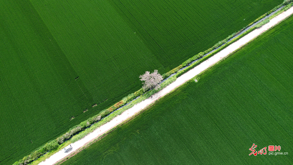 大地盛景&nbsp;中原之美