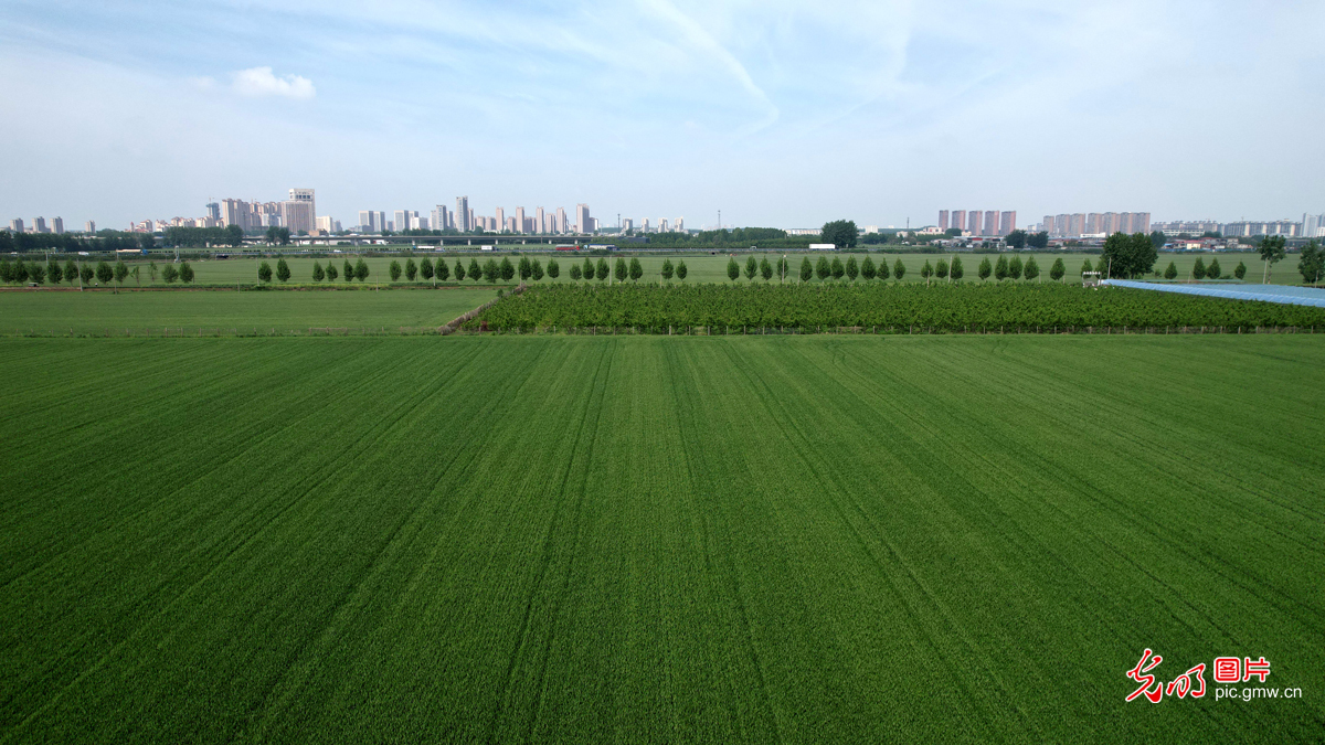 大地盛景&nbsp;中原之美