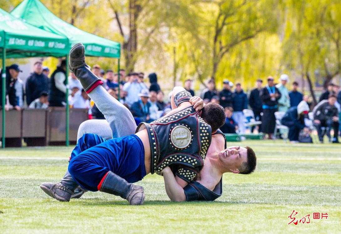 搏克赛场 青春飞扬