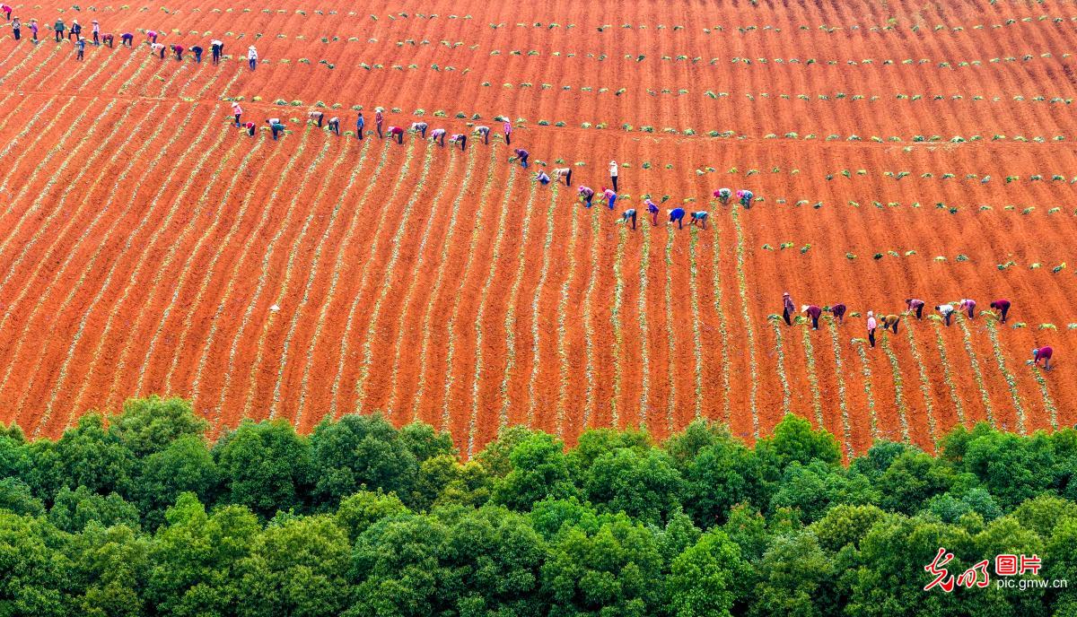 薯田耕耘 产业富民