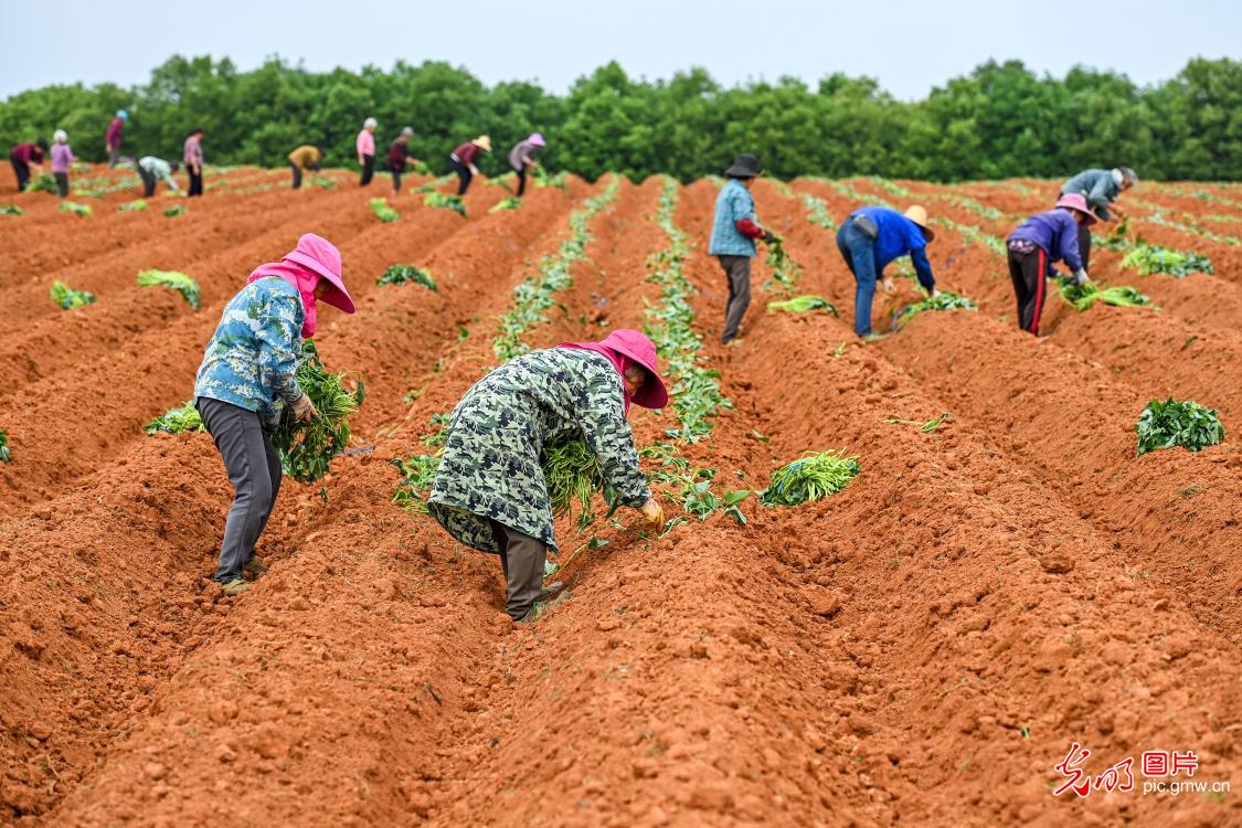 薯田耕耘 产业富民