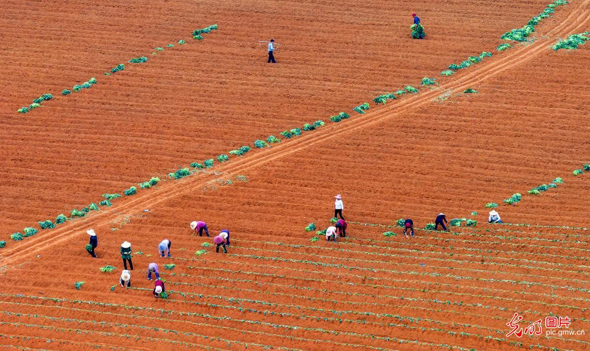 薯田耕耘 产业富民